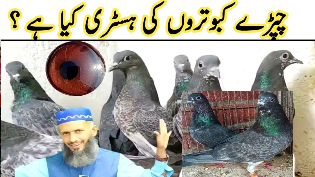 chapra kabootar || indian chapray kabootar || Chapray kabootar ki pehchan