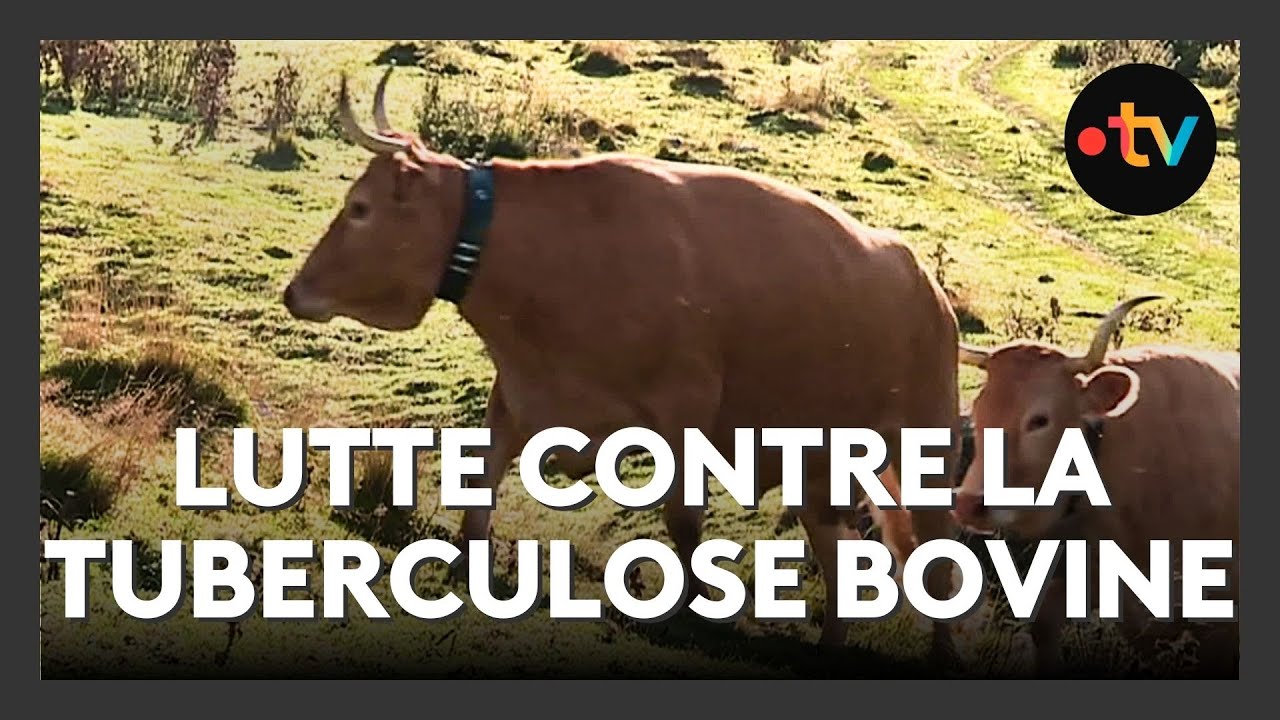 La guerre est déclarée contre la tuberculose bovine en Soule