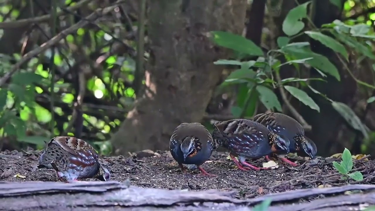 20241111百花岭。紅喉山鷓鴣。出來覓食是默默的出現。雄鳥先出來覓食，隔了一陣子雌鳥才出現。
