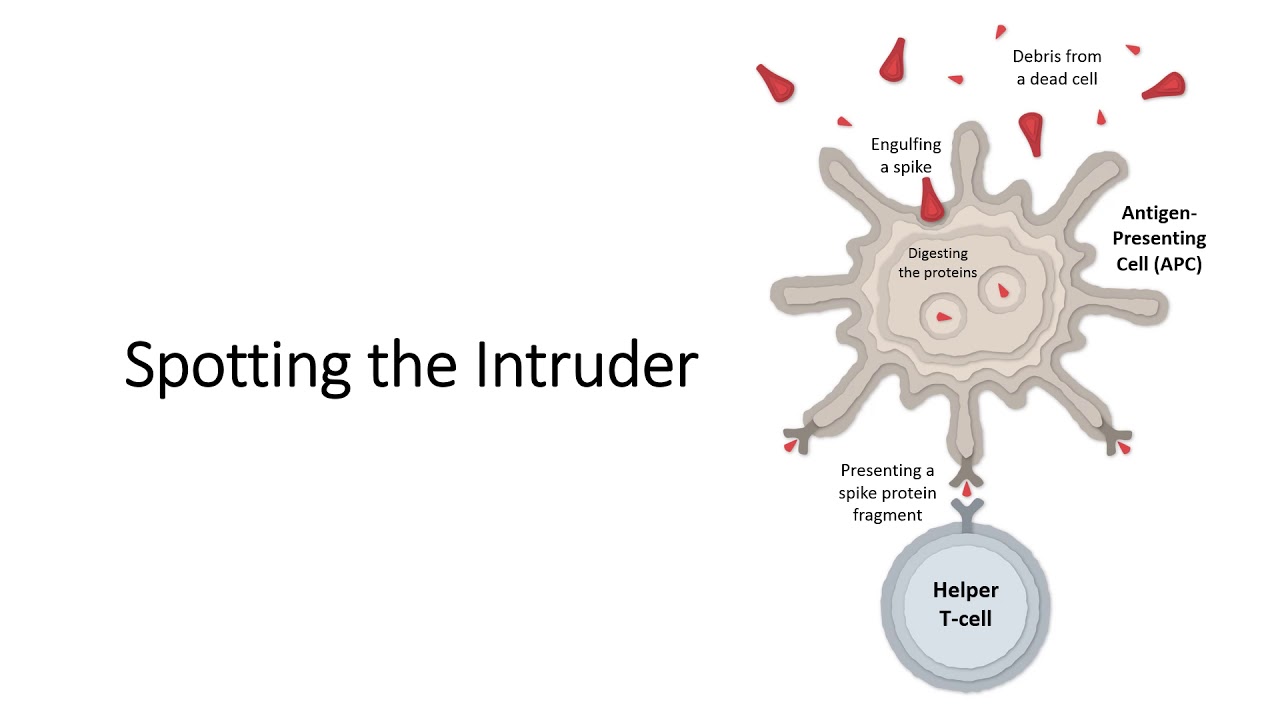 How the Pfizer-BioNTech Vaccine Works - Pfizer/BioNTtech vaccine for Covid-19