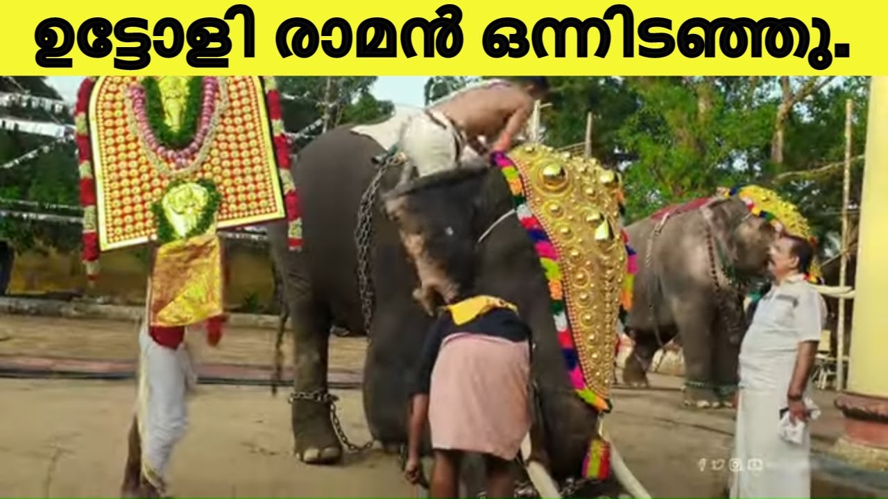 ഉട്ടോളി രാമൻ എല്ലവരെയും ഒന്ന് പേടിപ്പിച്ചു | uttoli raman elephant | kerala elephant