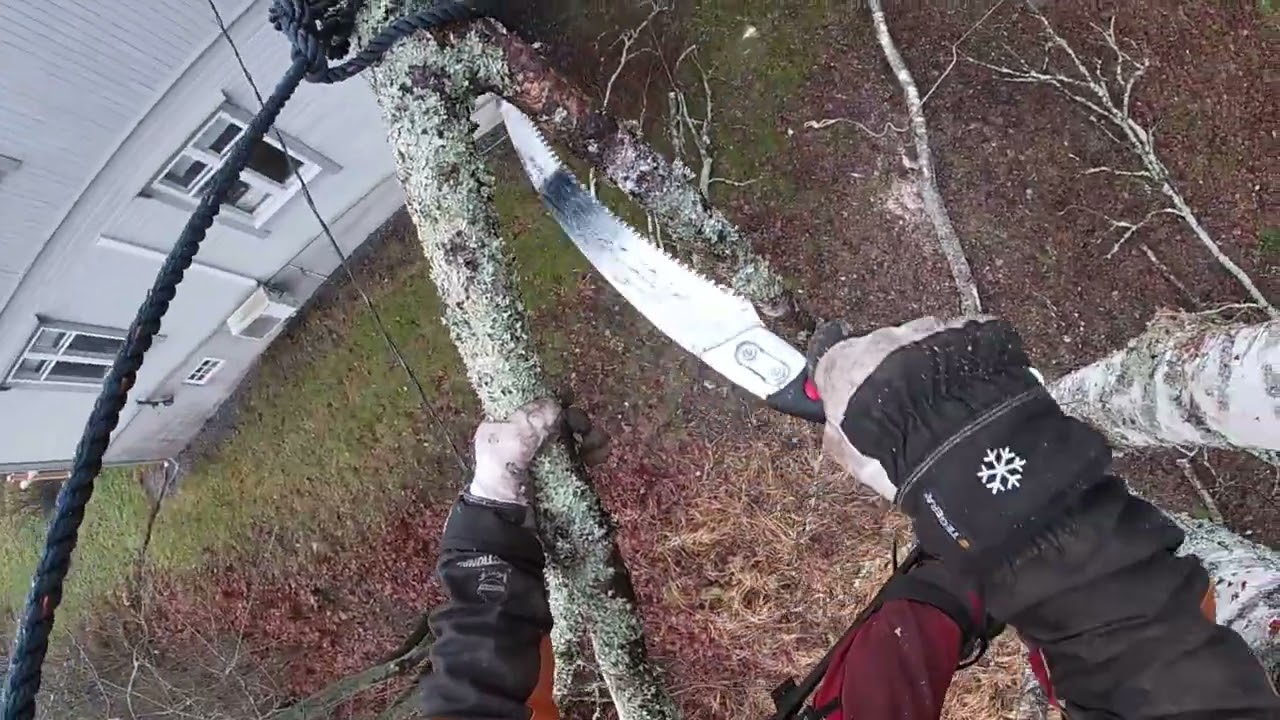 Koivu langoilla2
