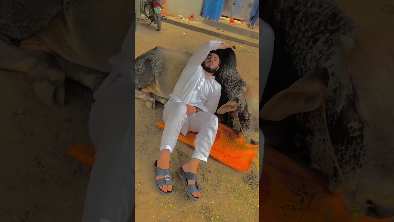 Khuda hafiz meray yara 🥺💔🥺💔🥺 we miss you 🥺💔🥺 #100k #sultan #viral #missyou