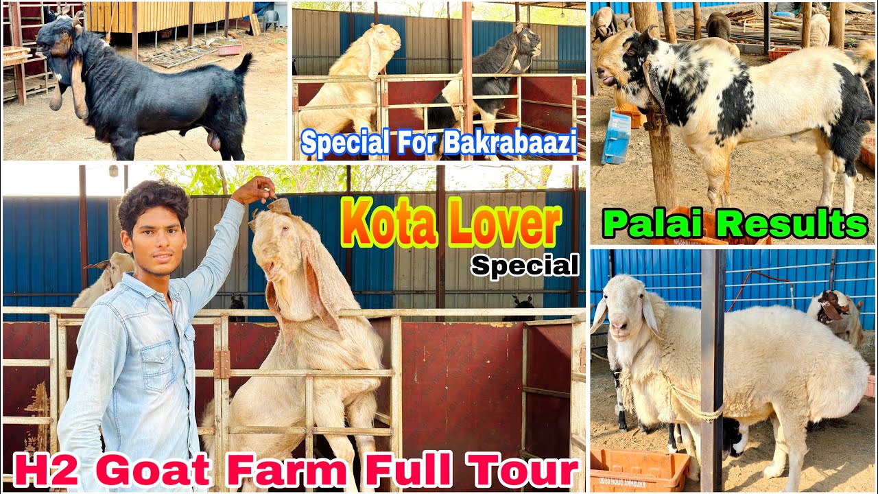 H2 Goat Farm Full Tour | Special Farm For kota Lover K Liye | Palai Results | BakraBaazi