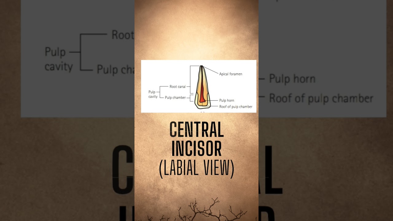 Root canal system of anterior and posterior teeth 