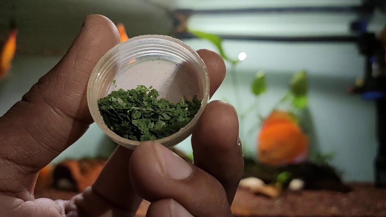 OSI Spirulina Flakes first time feeding to discus and corrydoras fishes.