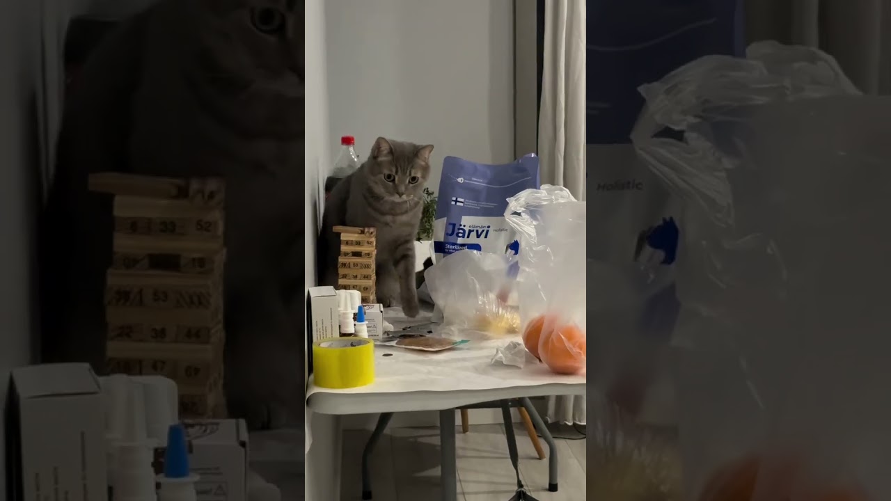 Он сам не понял, кто он 😆❤️ #юмор #funny #fyp #cat #youtubeshorts #youtube #reels