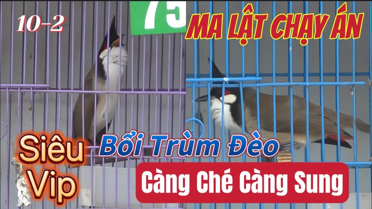 BỔI TRÙM ĐÈO SIÊU VIP-Càng Ché Đấu Càng Sung/Chuẩn Nết Đi Giàn/Chơi Cánh Đỉnh Cao//Ma Lật Chạy Án