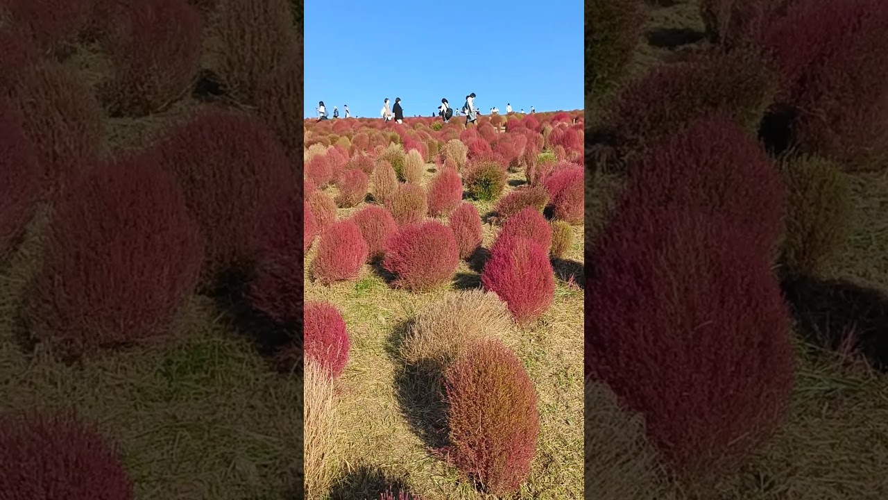 你有看過紅通通的掃帚草嗎？