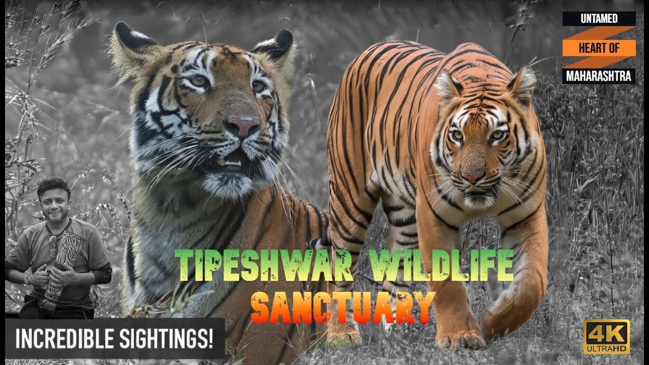 Tipeshwar's Tiger Tales! 🐅🌿 | Archie & Daisy | Rare Encounter with the Wild Queen | Alarm Calls