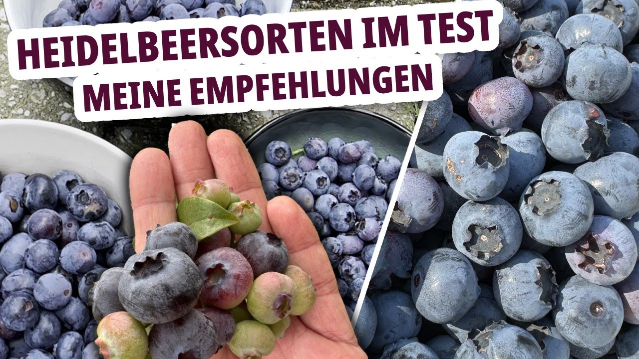 Meine besten Heidelbeersorten