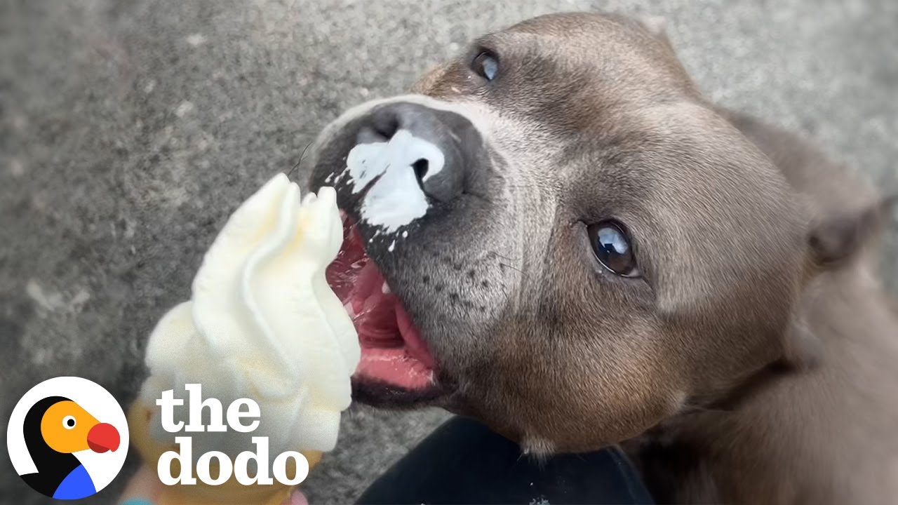 Dog Cries For The Ice Cream Truck Every Wednesday | The Dodo