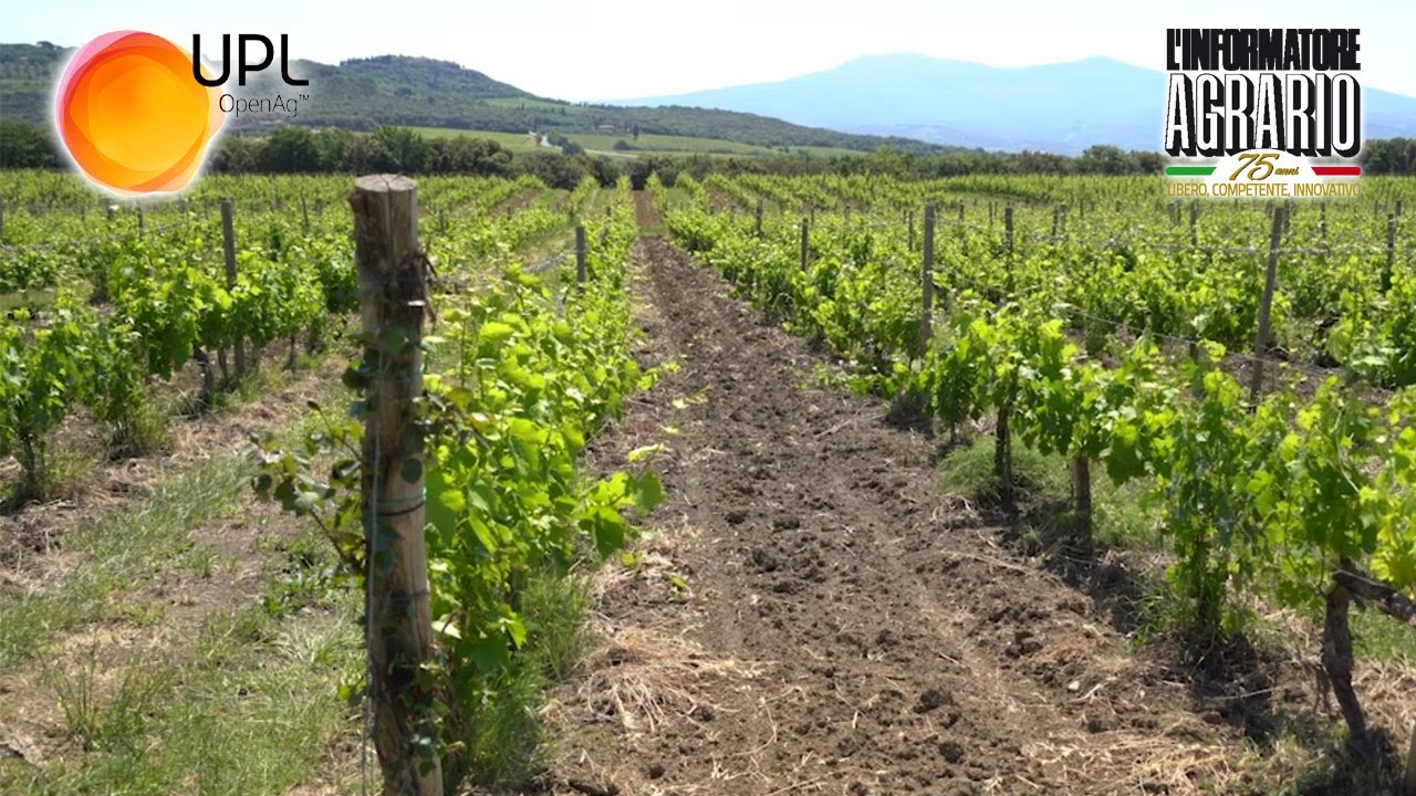 Vitis in Bio - L'esperienza di Argiano