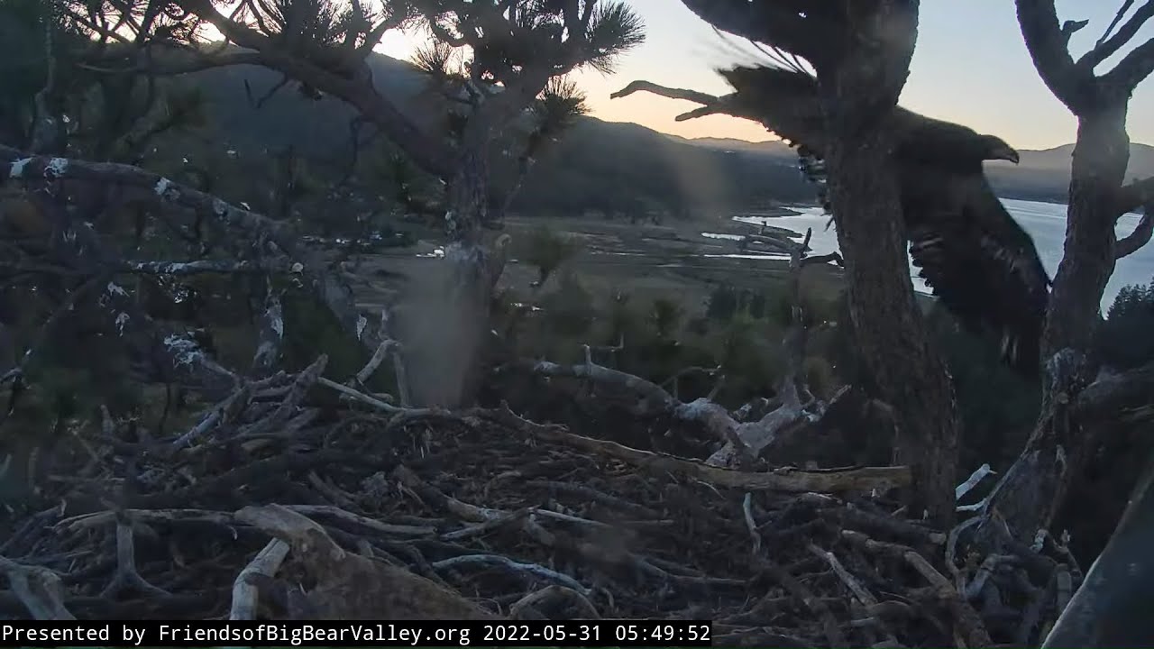 Beautiful SPIRIT FLEDGES💗Big Bear Bald Eagles May 31 2022
