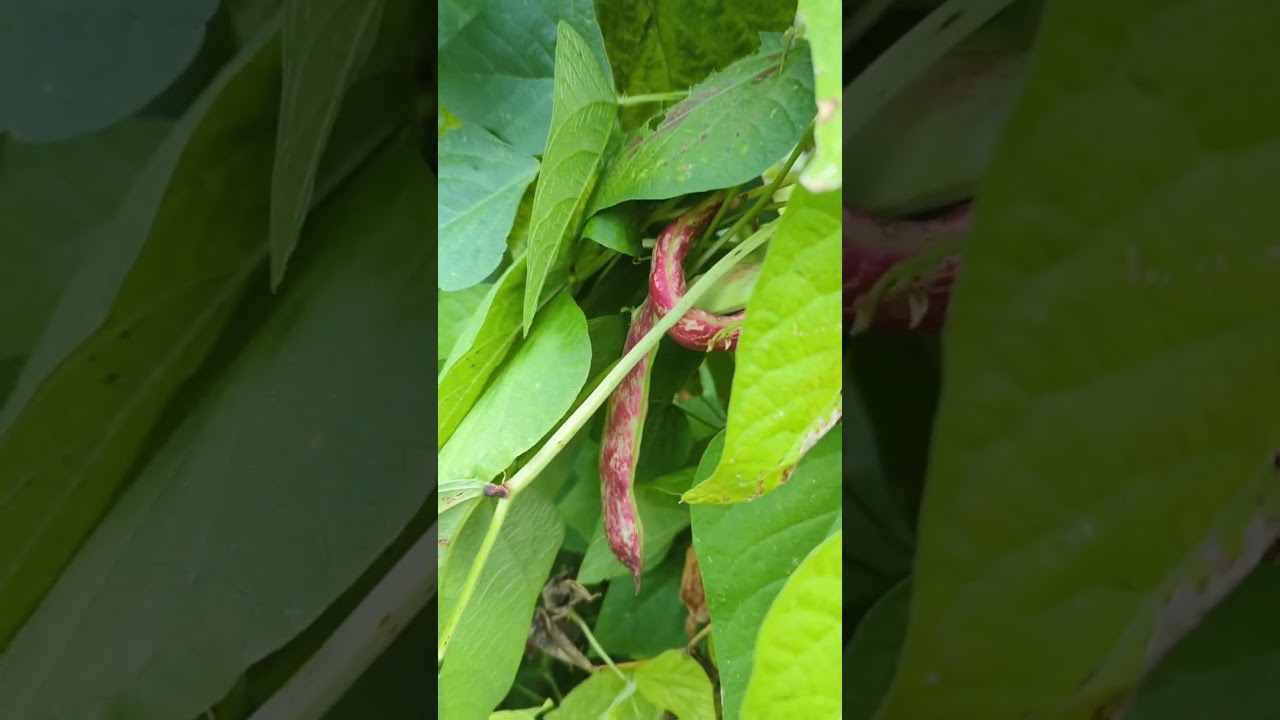 #short Impressionen aus dem Steinbruch & Tinyhouse #garten #selbstversorgung  #garteln #tinyhouse