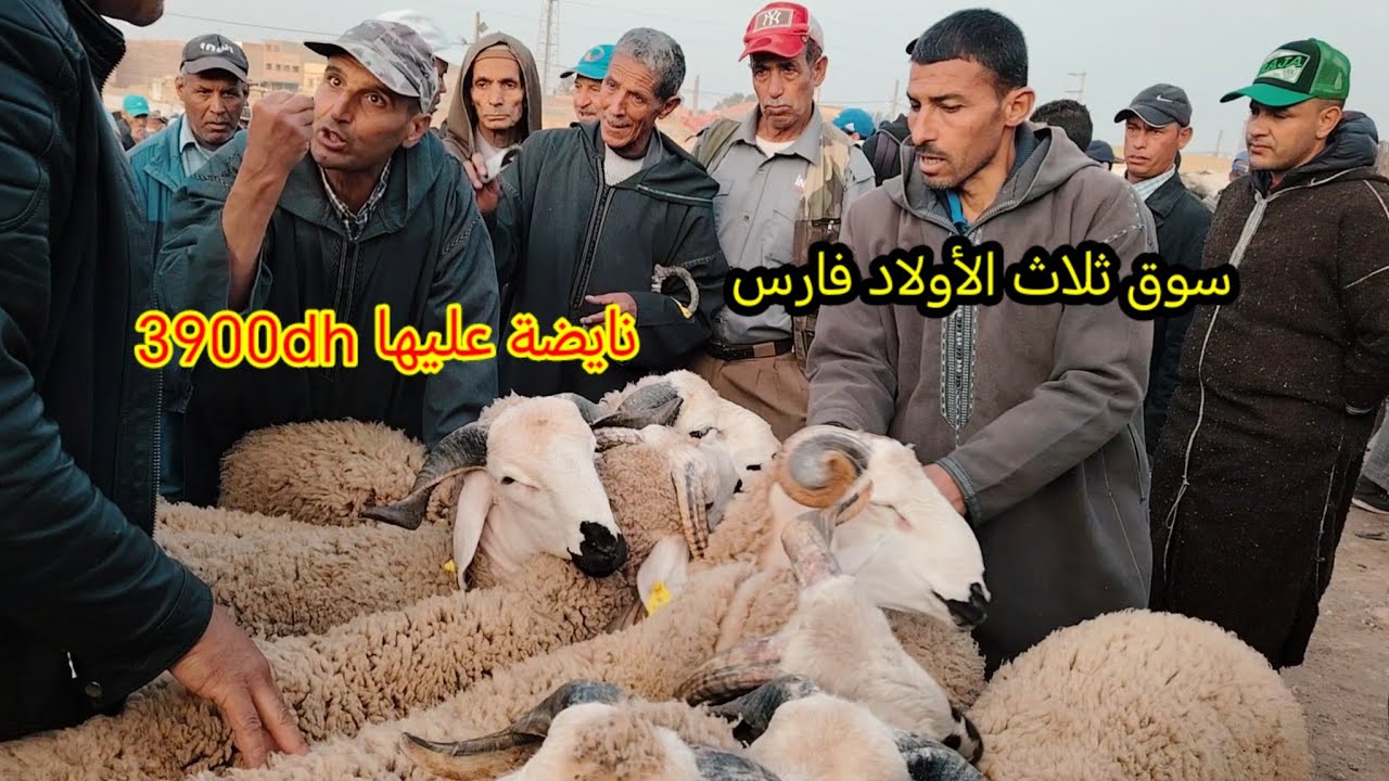 اليوم من سوق ثلاث الأولاد فارس امزاب مع التمن حولي العيد الأضحى تصوير بتاريخ 28ماي 2024