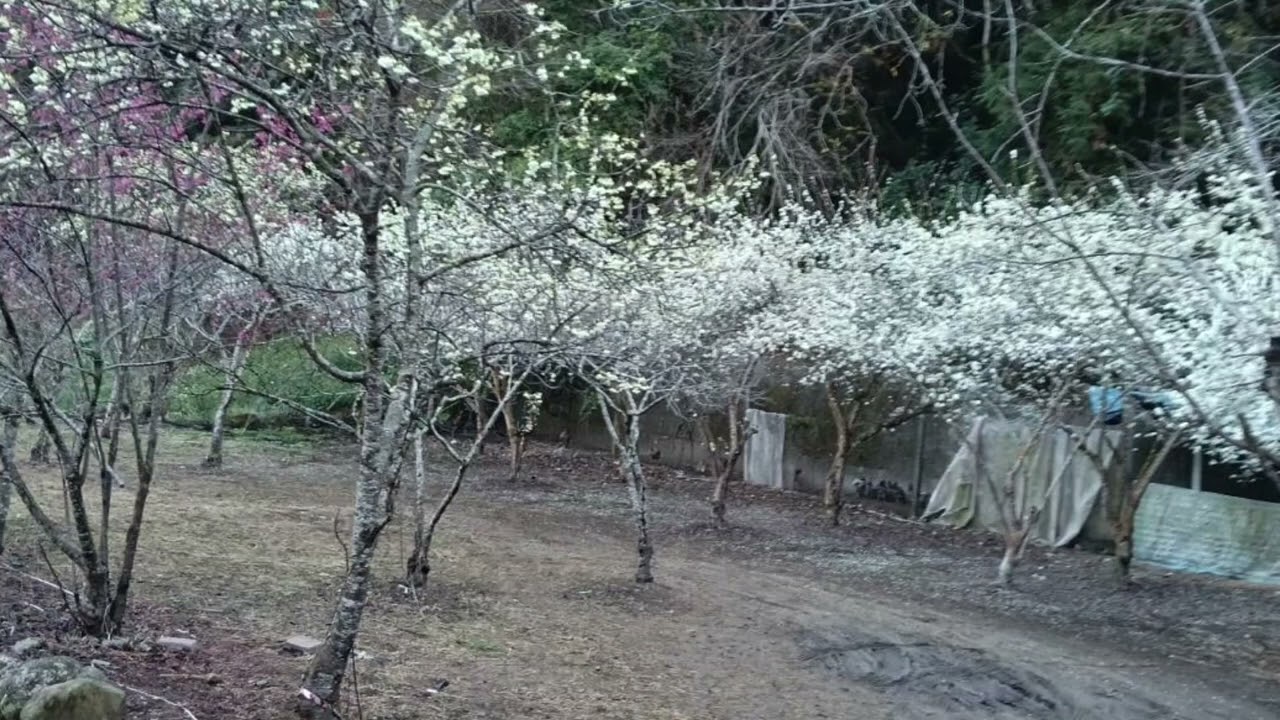 草坪頭櫻花季