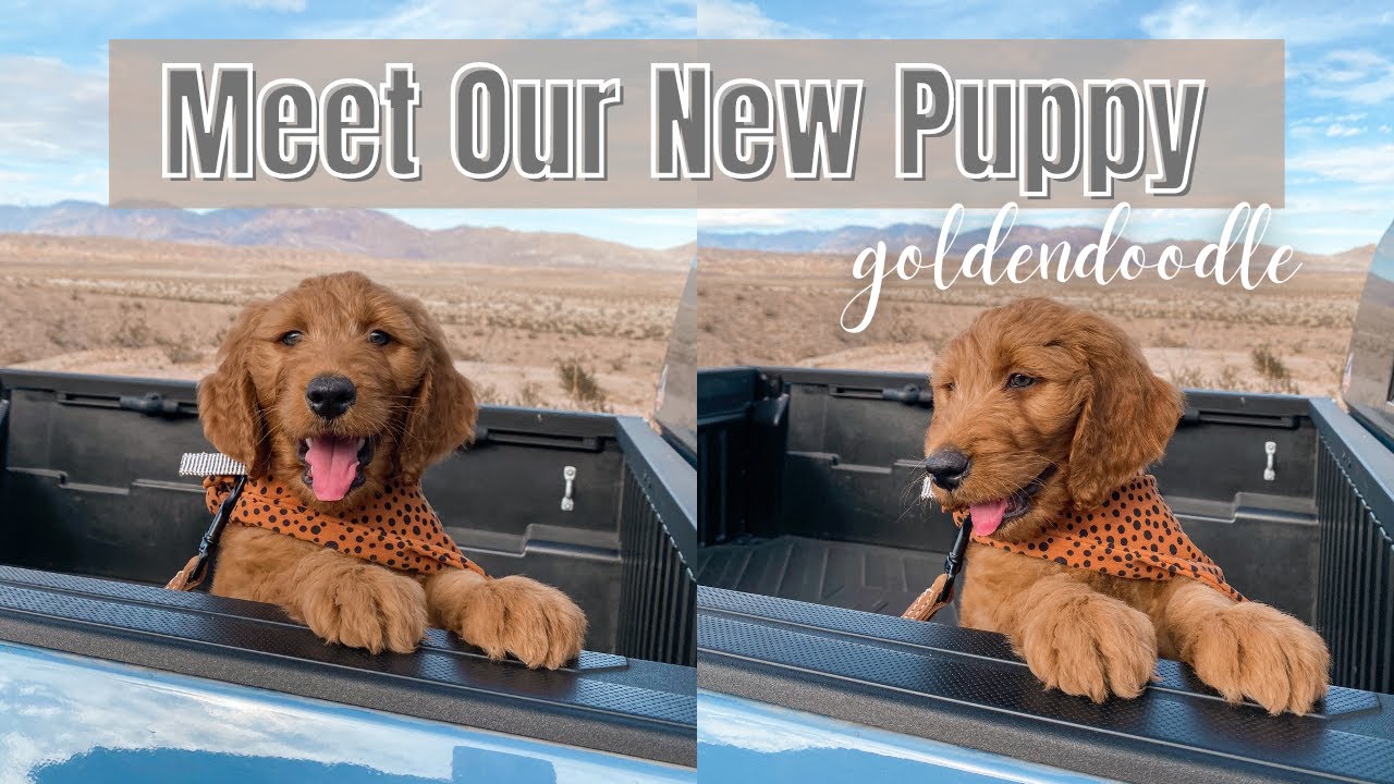 Picking Up Our DREAM puppy + First Night Home 💖🐾