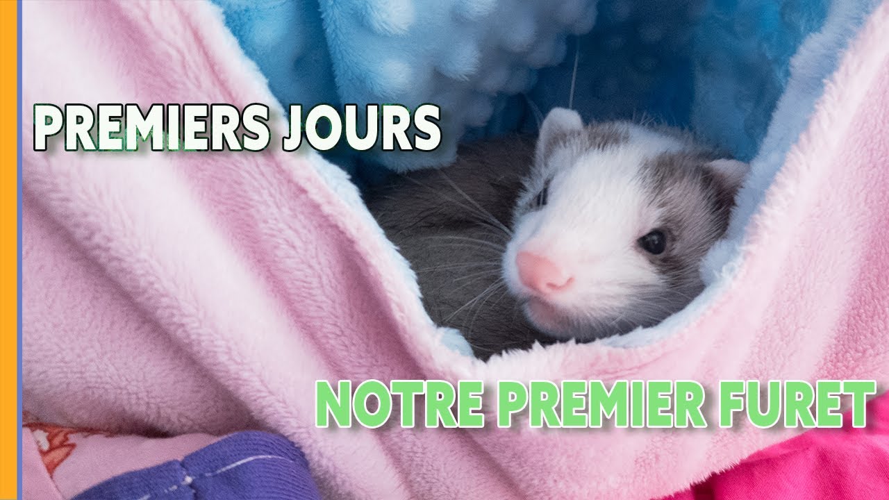 Adopter un FURET | Notre expérience entre ACCUEIL et PREMIERS JOURS