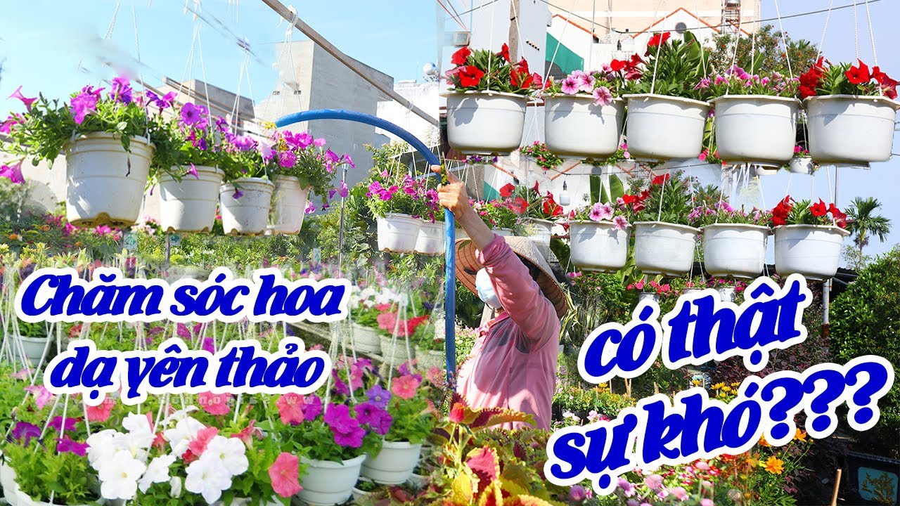 Chăm Sóc Hoa Dạ Yến Thảo Có Thật Sự Khó Như Bạn Nghĩ???