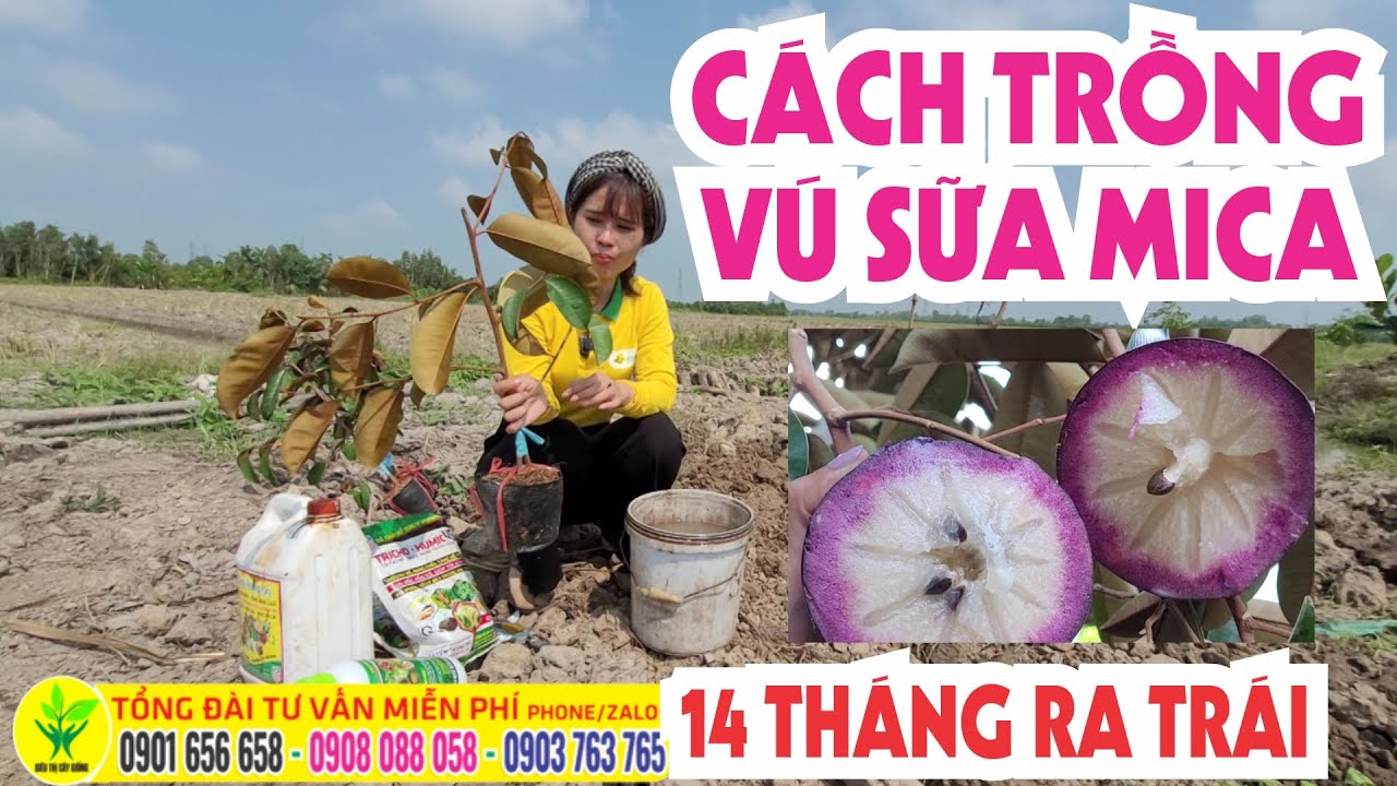 Cách trồng vú sữa Mica