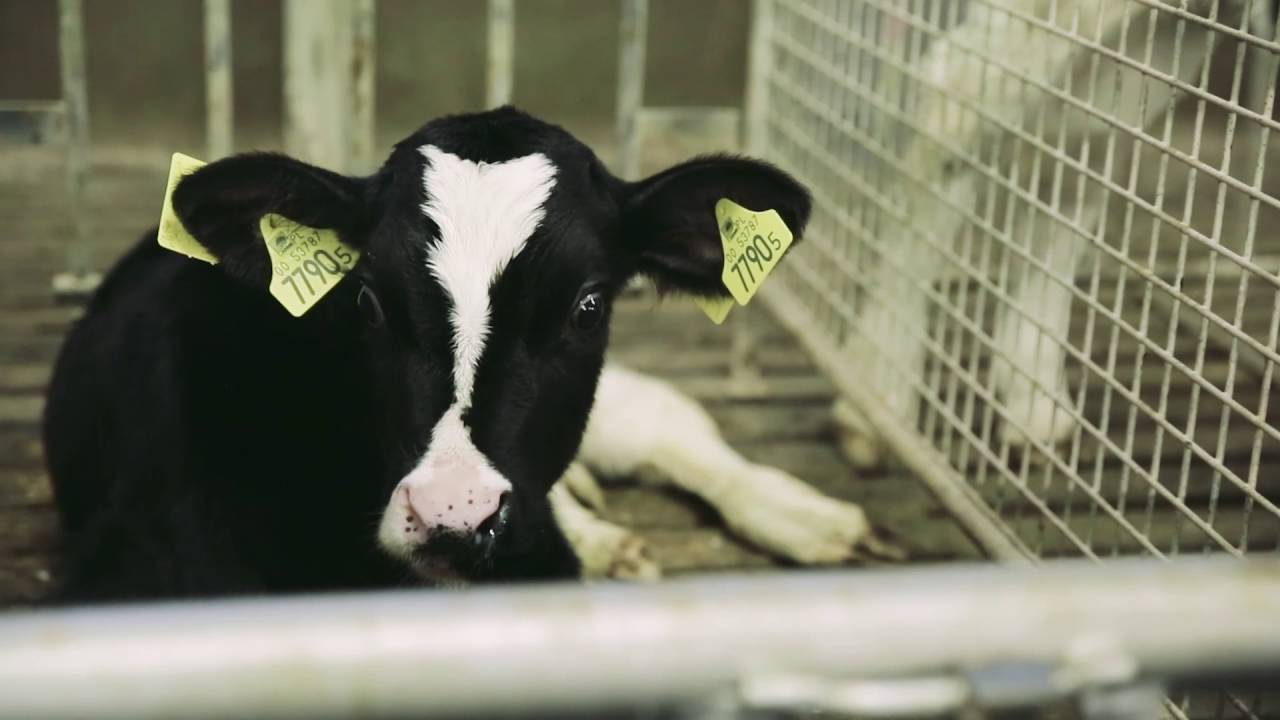 GEZONDE VLEESKALVEREN - Goede opstart: infectiedruk en weerstand in balans