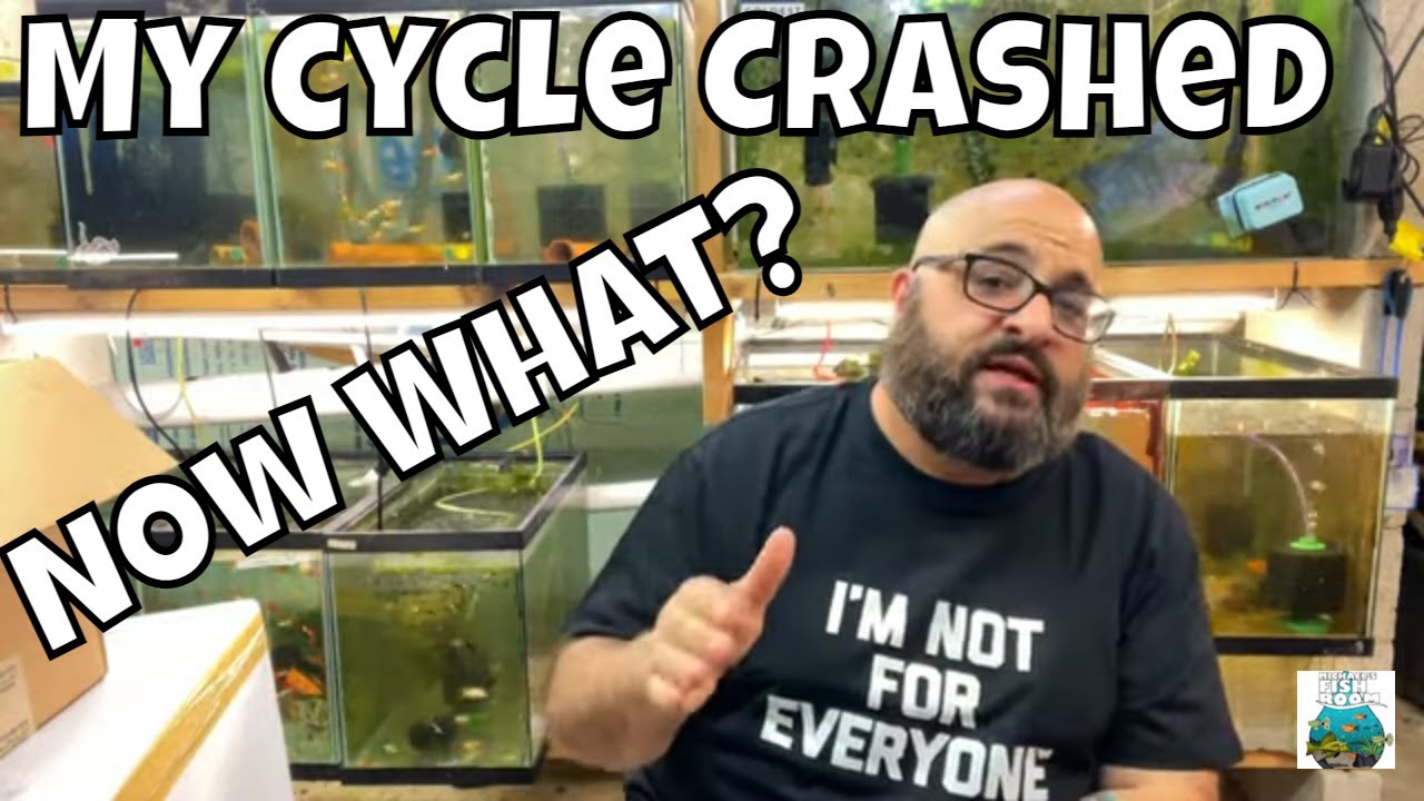If Your Cycle Crashes, Don't Panic! Here's What To Do.
