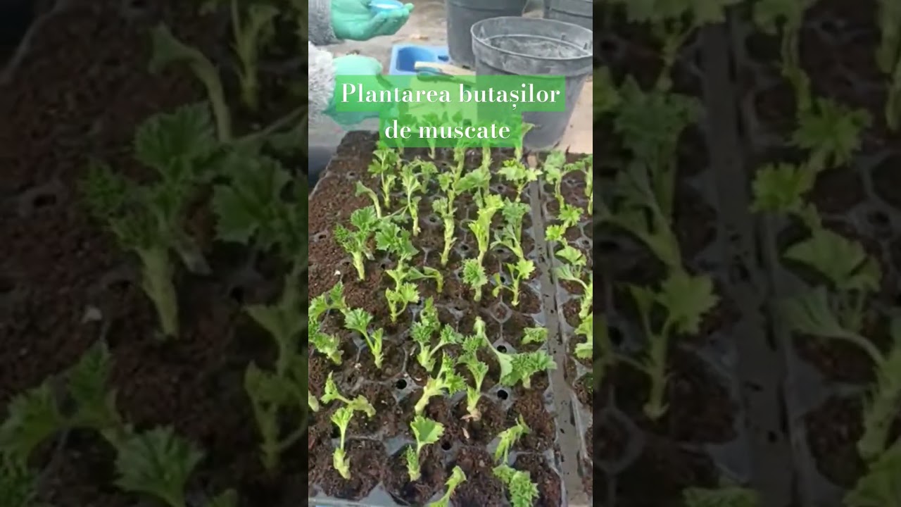 Plantarea butașilor de muscate #flori #florilaghiveci #muscate