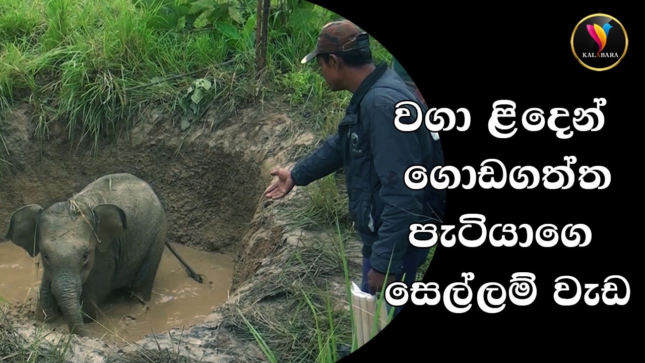 ගොඩ ගත්ත අලි පැටියගේ සෙල්ලම්The baby elephant's playtime after being pulled out of the well