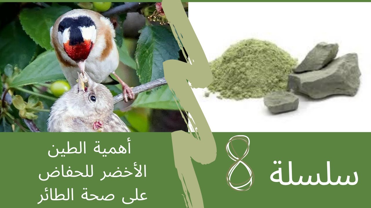 🌹 les bénéfices de l'argile verte pour nos oiseaux 🤎🖤💛 فوائد الطين الاخضر للطيور و طريقة للاستعمال