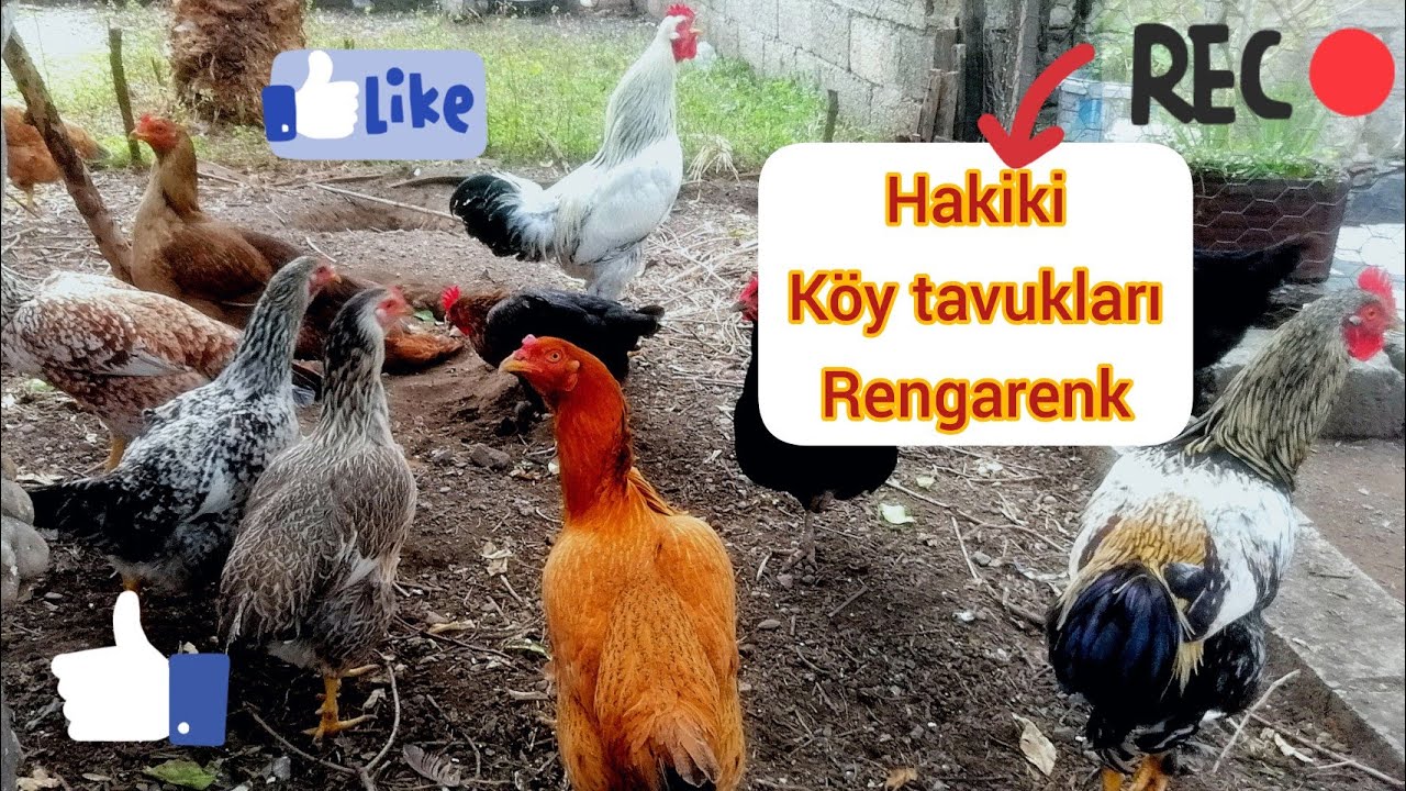 KÖY TAVUKLARIMIZIN## GENEL DURUMU YUMURTA TOPLAMA##