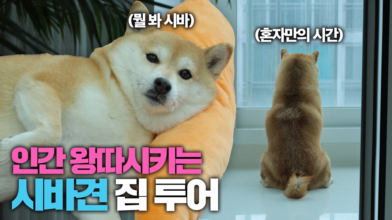 일본 개 데려오기만 하라던 아빠, 개 털 날리는 거 싫다던 엄마 | 시바견옥지네 | 집사의 개꿀템 EP06 | (이중모 전용 빗, 강아지 발 전용 샤워기, 동결건조 사료)