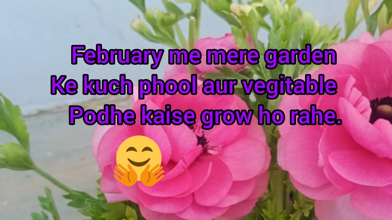 February me mere garden ke phool aur vegitable kaise grow ho rahe.