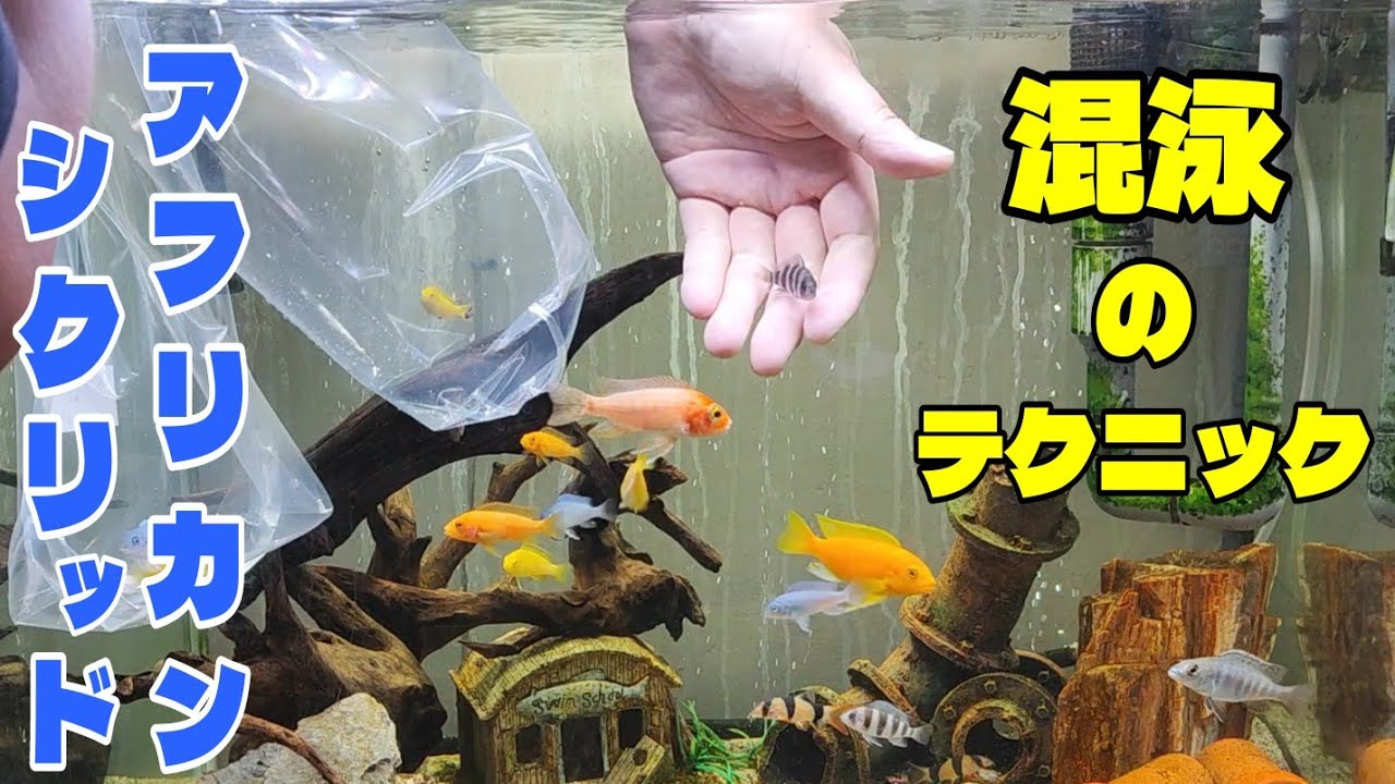 【アフリカンシクリッド】実演！混泳テクニックを紹介します