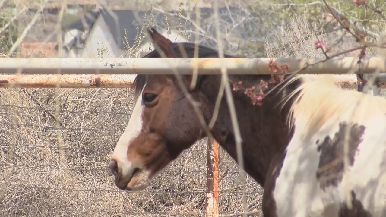 Equine Facilitated Learning helps clients find emotional balance