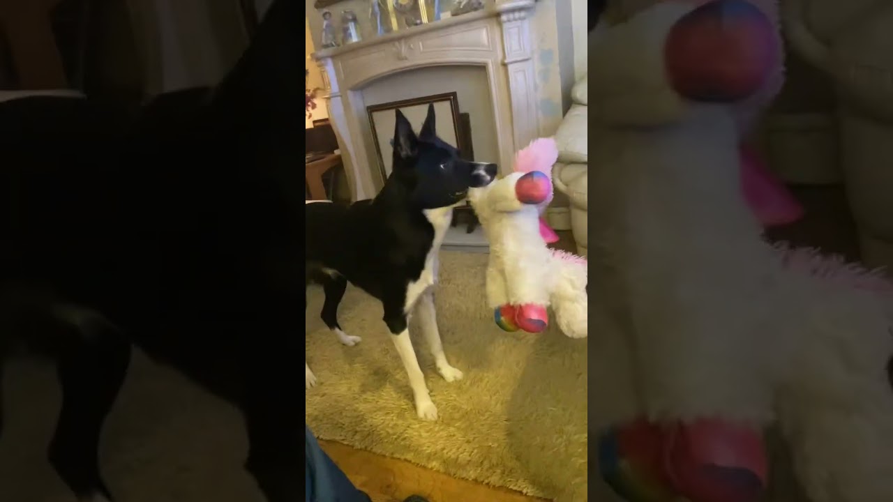 Barney the Tv border collie loves King Kong