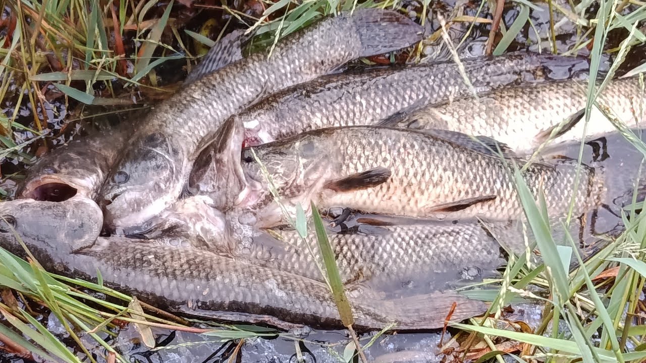 Nunca prometa antes de pescar o peixe primeiro #pescariadetraira