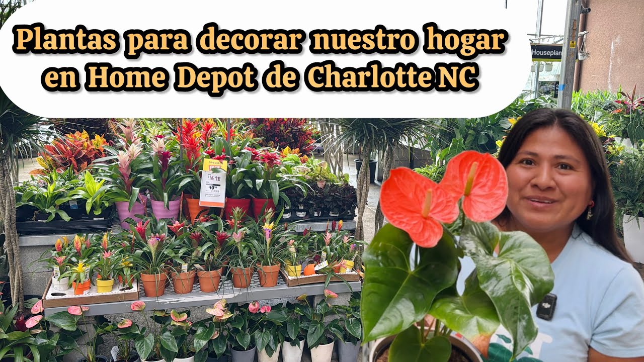 Encontré muchas ofertas y plantas hermosas para decorar nuestro hogar en Home Depot de Charlotte NC 