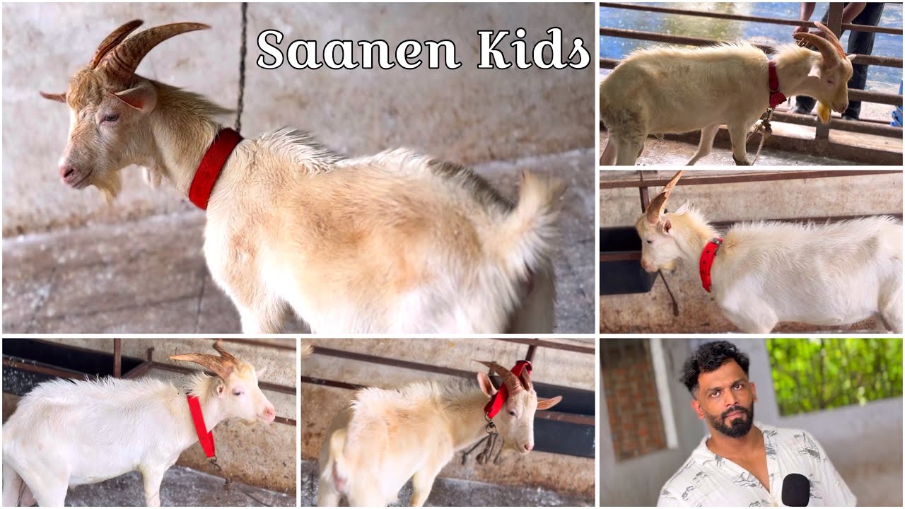 Top Bloodline Saanen Goat Kids at KB Goat Farm, Bhiwandi