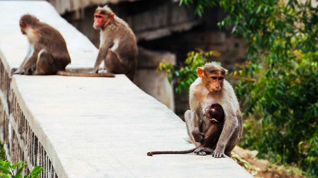 Walking India Day 22: Monkeys on the Motorway