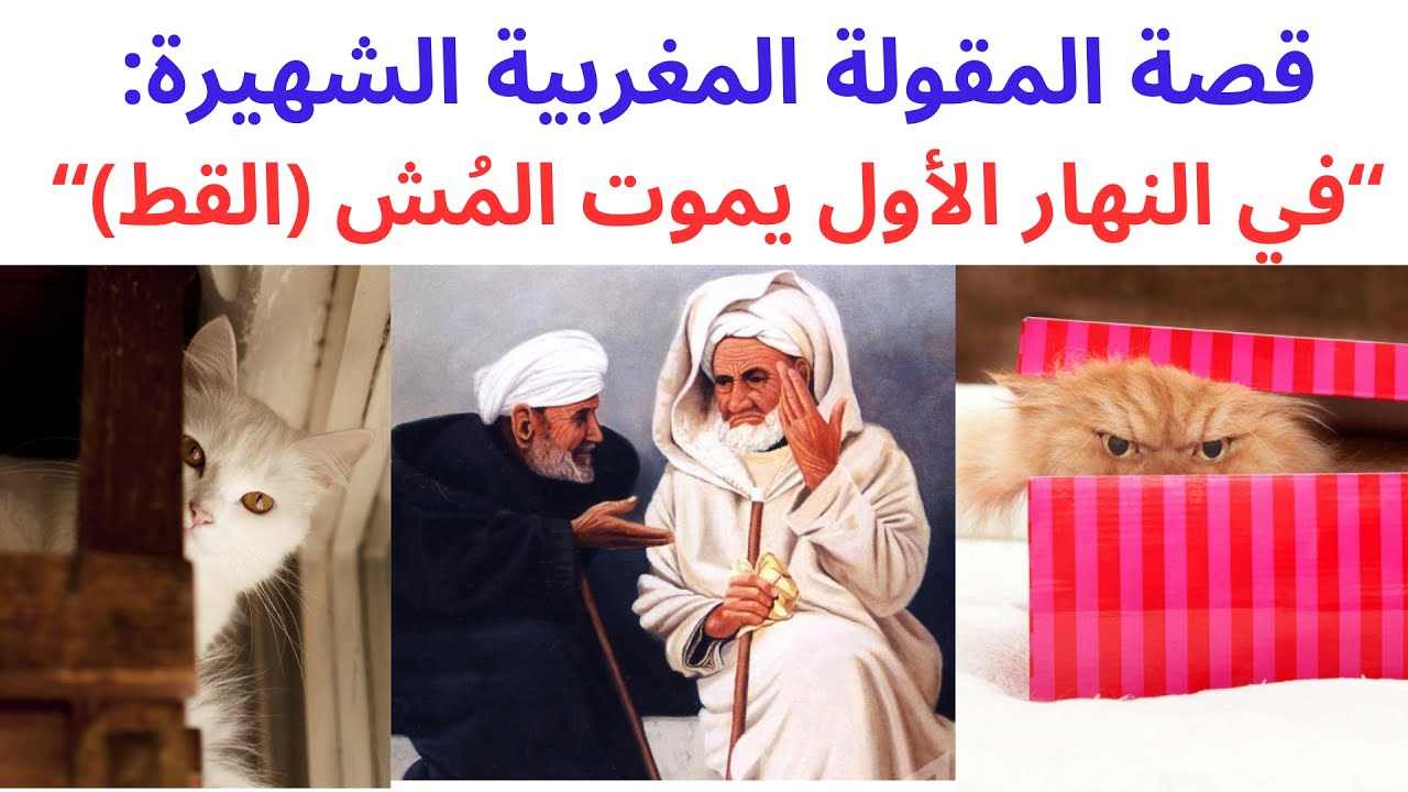 قصة المقولة المغربية الشهيرة:“في النهار الأول يموت المُش (القط)“
