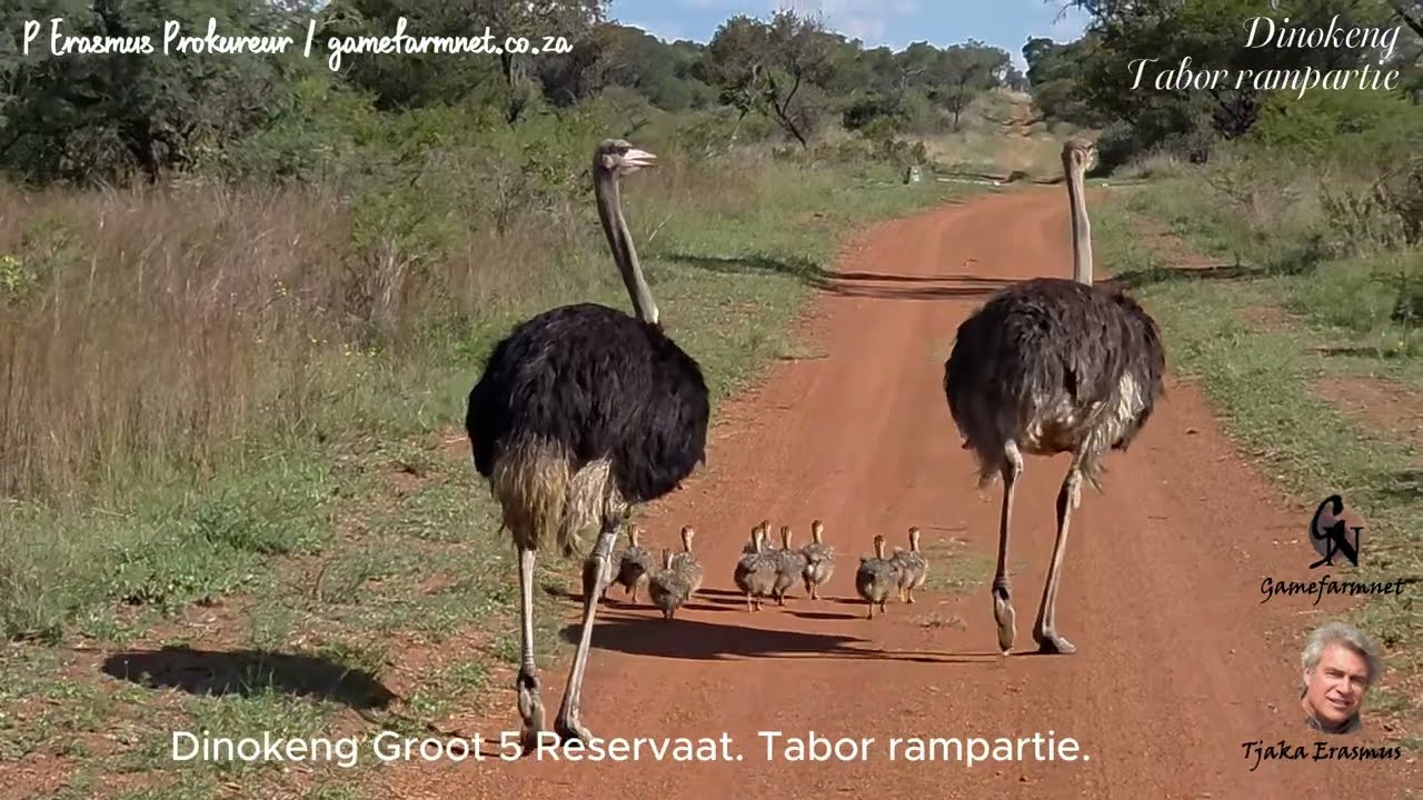 Dinokeng Groot 5 Wildtuin. Buitelewe. Tabor se rampartie.