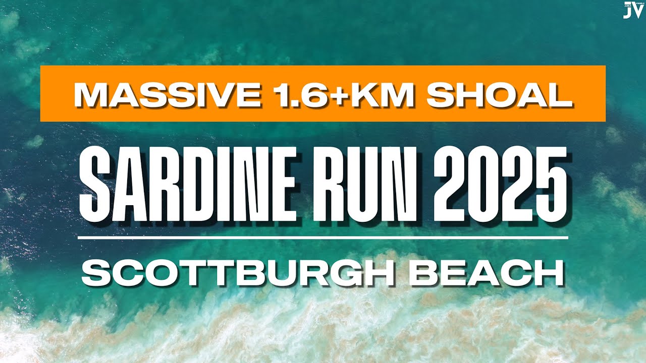 Sardine Run 2025 | Scottburgh Beach | 02 June | 1.6KM Sardine Shoal Caught on Drone!