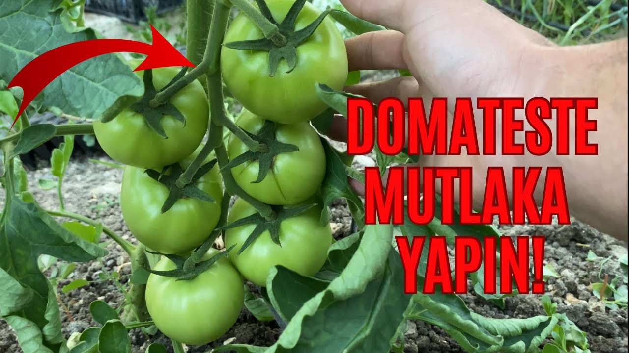 DOMATESTE YÜKSEK VERİM VE KALİTE İÇİN MUTLAKA YAPIN! (Salkım Budaması) | DOMATES YETİŞTİRİCİLİĞİ 🍅