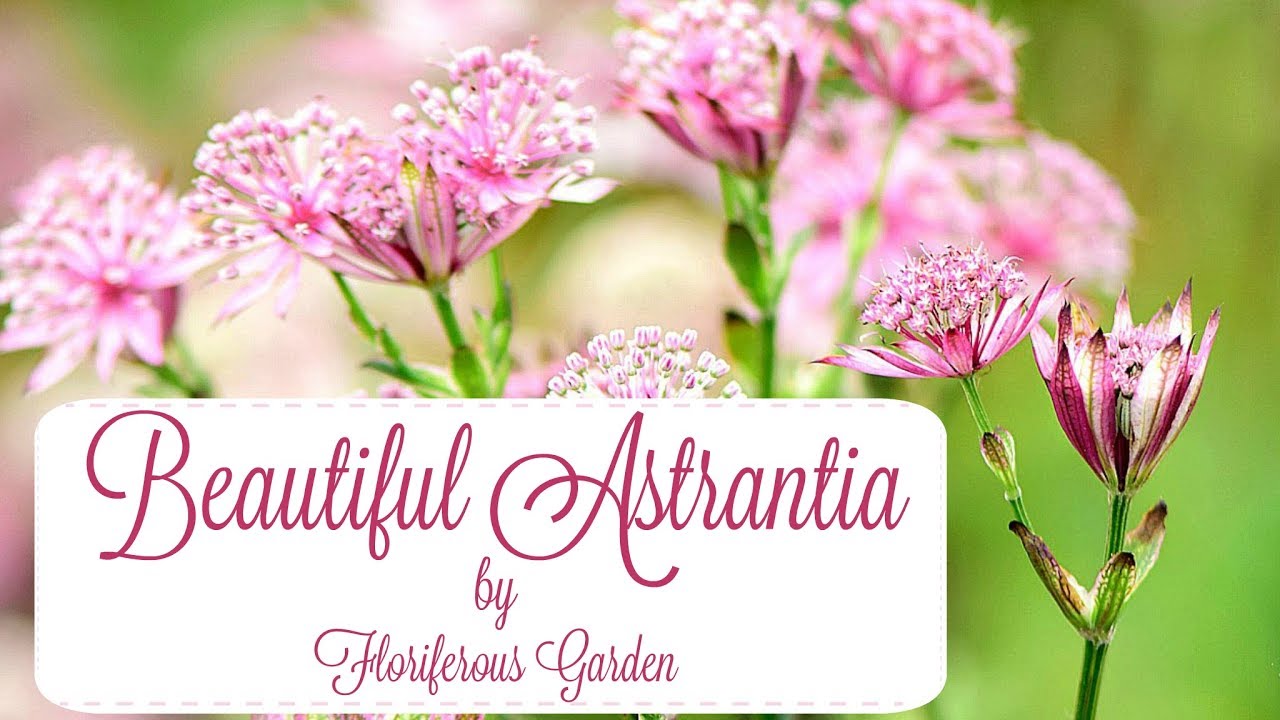 Astrantia flowers