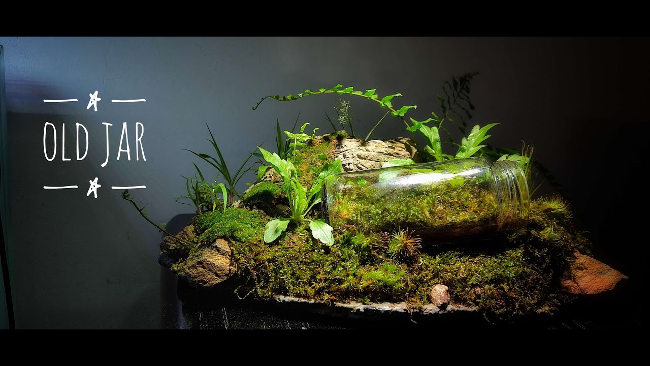 Old jar terrarium | #terrarium 4