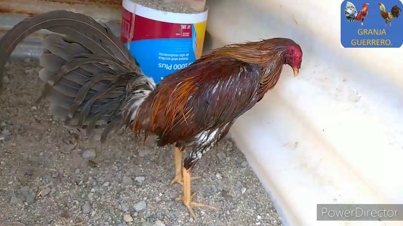 ¡Descrestando a Pollo Colorado!