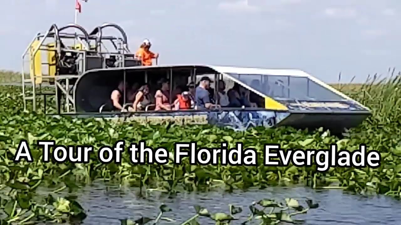 Explore the Florida Everglade and it's inhabitants, alligator shows at the end of video
