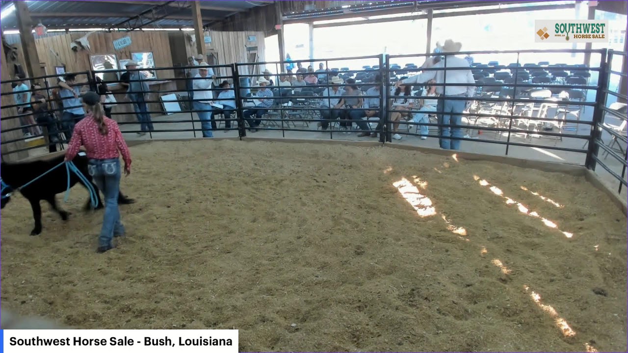 Southwest Horse Sale - Bush, Louisiana