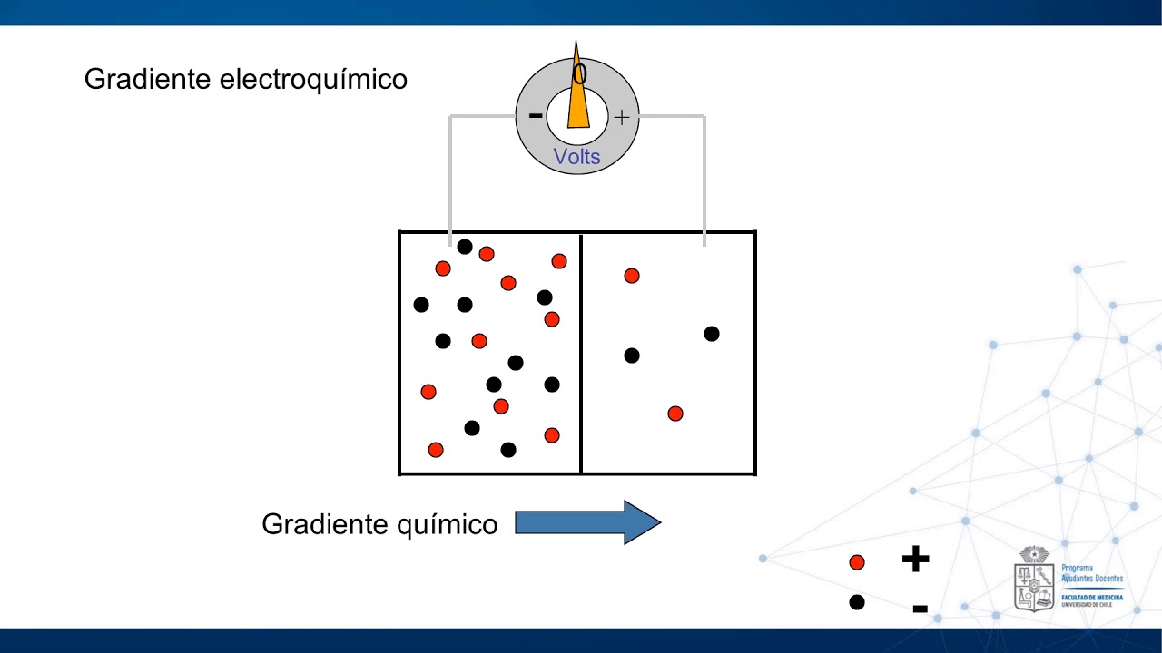 Excitabilidad y canales i&oacute;nicos Parte 1